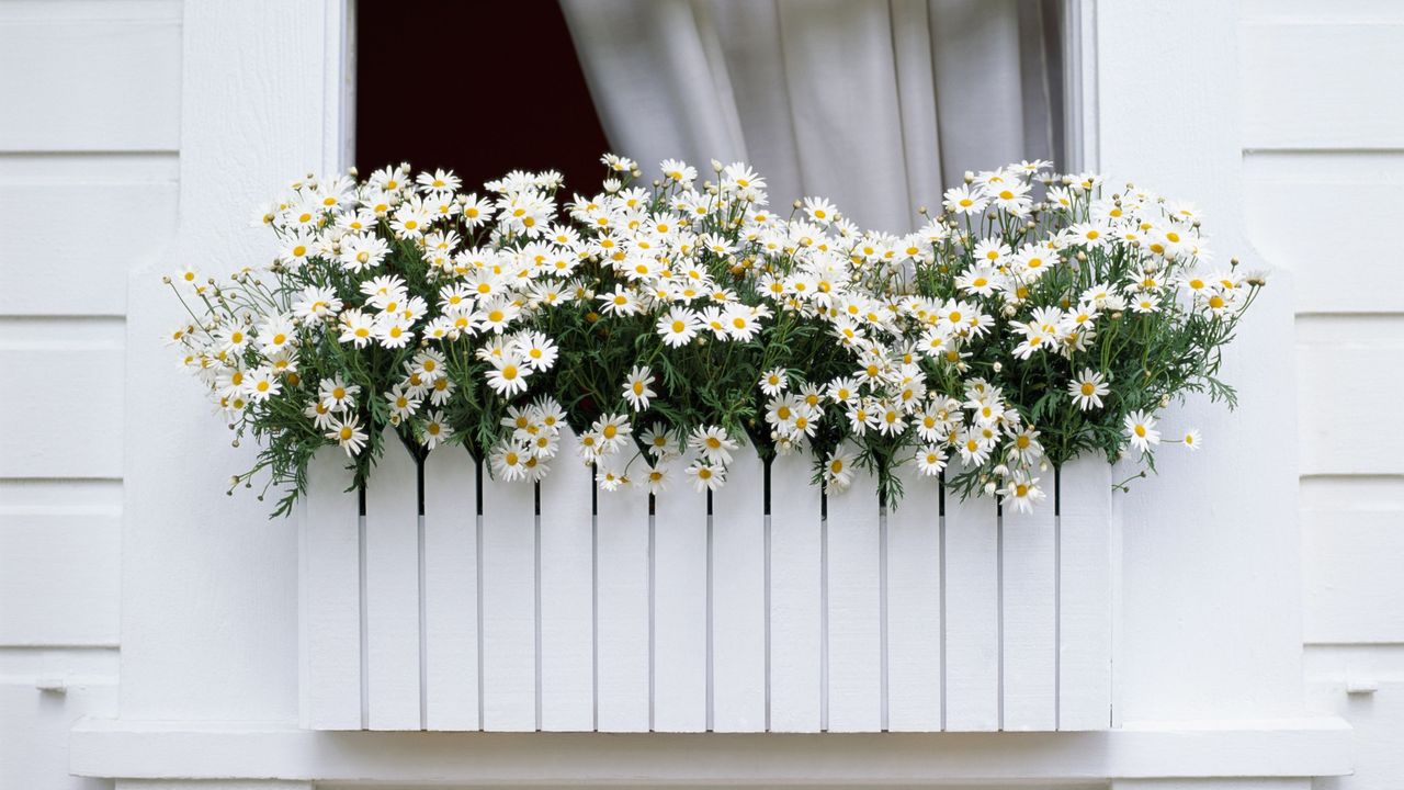 Daisies growing in a Scandi-style window box