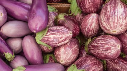 how to grow eggplant - harvest of Purple Graffiti and Rosa Bianca crops