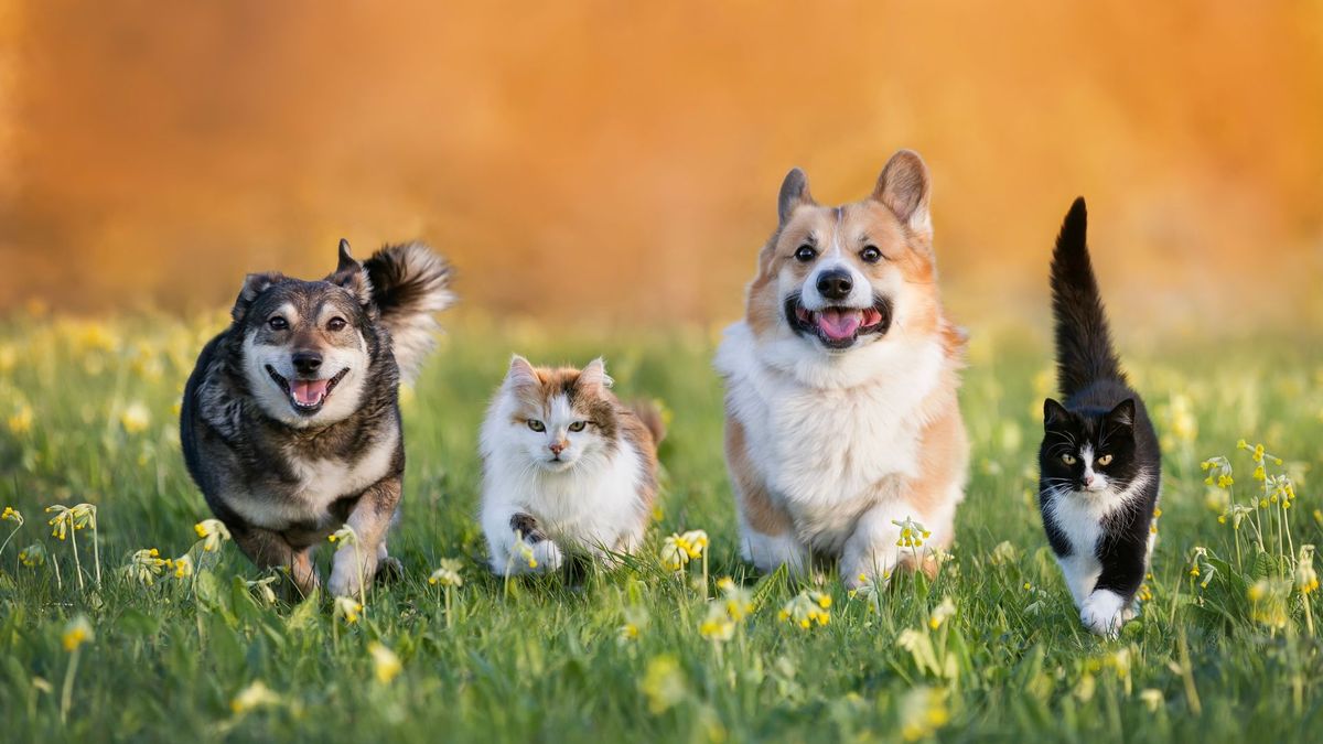 Ways to support a scared or anxious pet: Two dogs and two cats walking in a line 