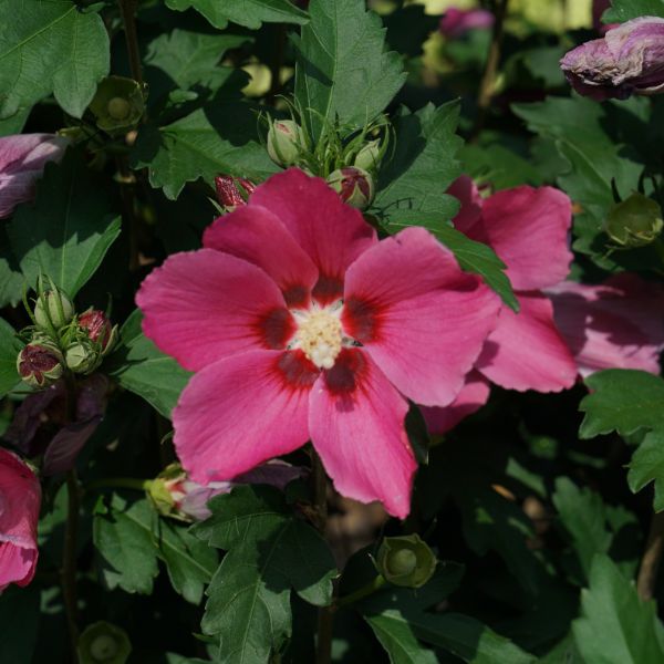 Proven Winners® Paraplu Rouge® Rose of Sharon - #3 Container