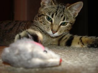 Cat with toy mouse
