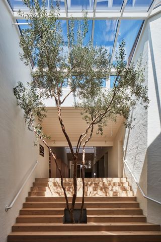 The staircase leading to the canteen and communal space, featuring a tree in the centre