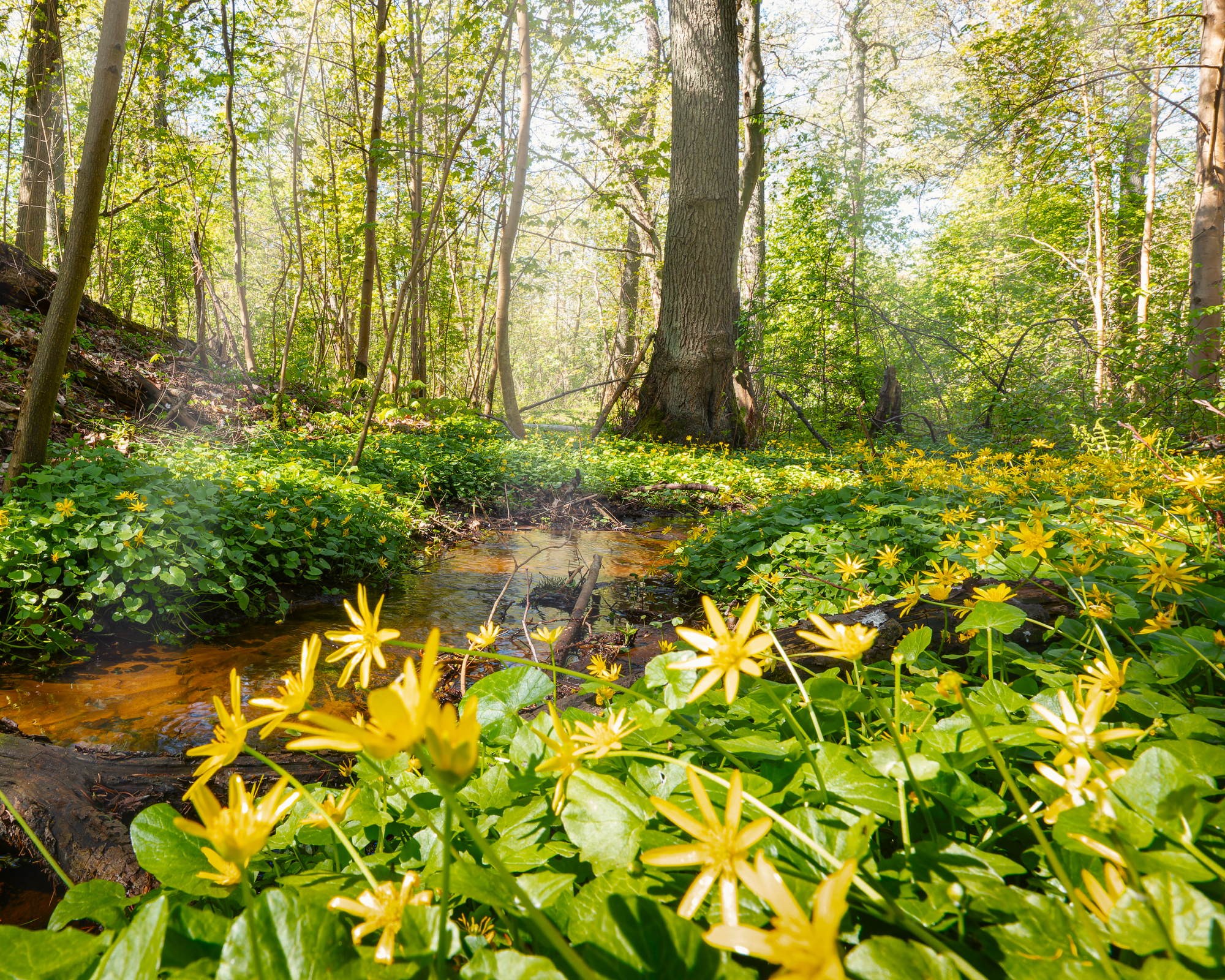 lesser celandine plants lining a creek in the woods