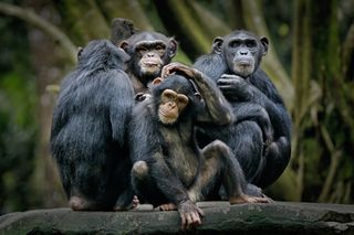 A group of chimpanzees.