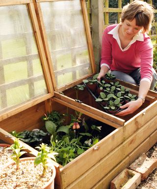 hardening off plants in a cold frame