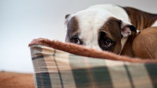 Dog sitting couch