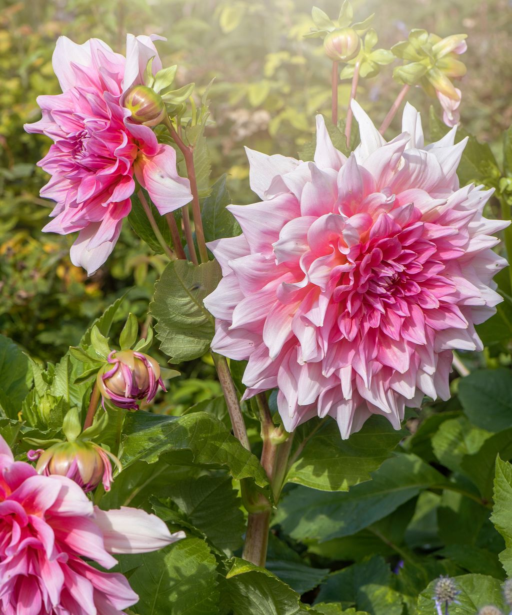 Dahlias care and growing guide top tips for stunning blooms Gardeningetc
