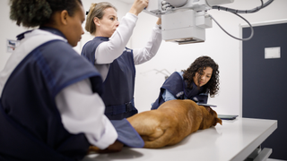 Dog lying down on a table having a x-ray