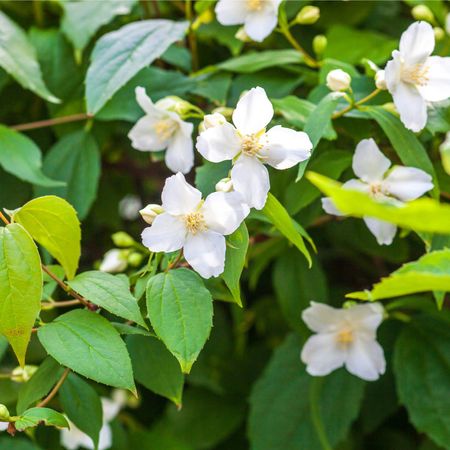 Mock orange blooms on a shrub