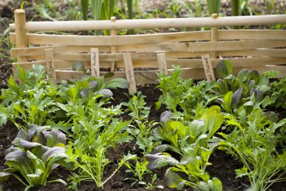 Kitchen garden ideas 