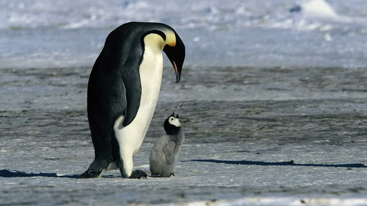 Some penguins from the documentary March of the Penguins