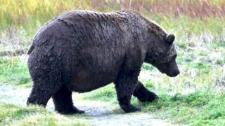 Bear 402, with dark brown coat, walking across a trail toward tall grass.