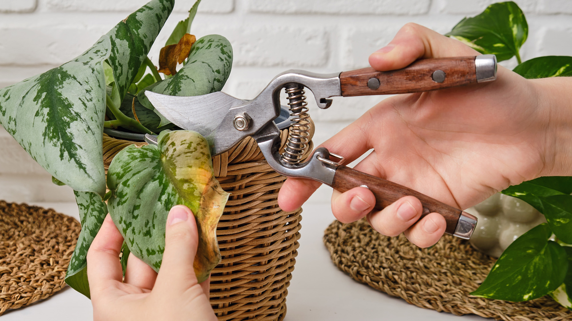 Woman pruning wilted leaf on houseplant