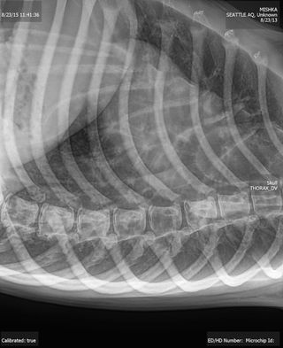 A radiograph of Mishka's lungs showed that she has asthma.