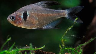 Diamond Tetra