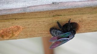 Don't spray WD-40 into carpenter bee holes: this 3-ingredient DIY spray actually works instead
