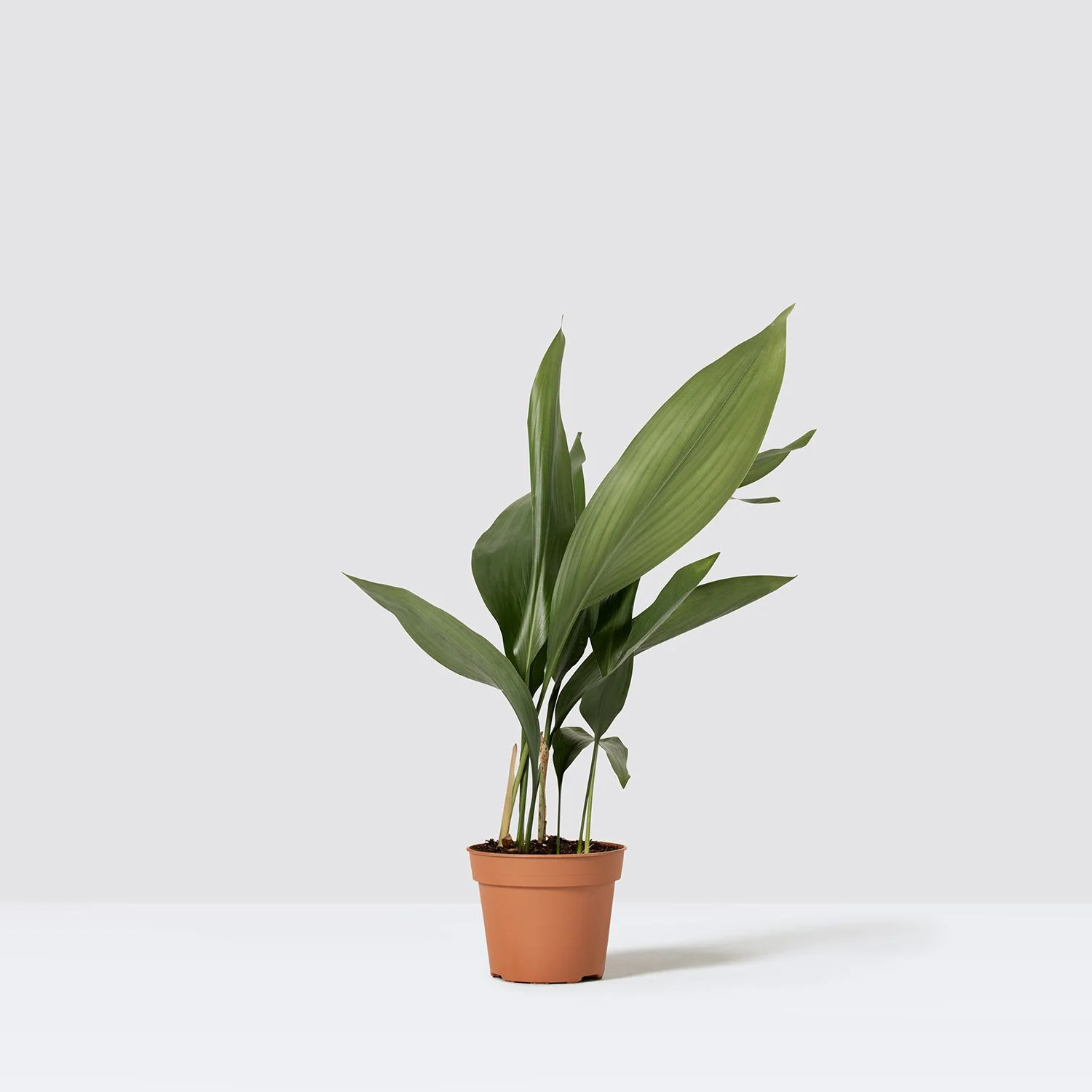 Aspidistra houseplant