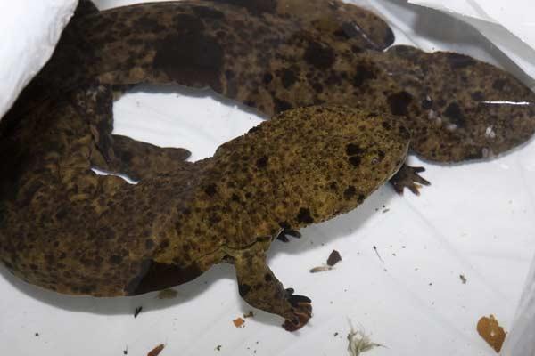 Japanese giant salamanders, or oosanshouo (OOH-sahn-show-uuh-ooh), are listed as