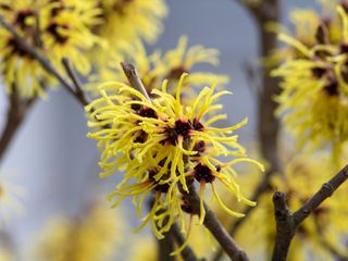 witch hazel (Hamamelis intermedia) flowers