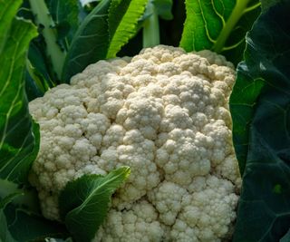 A large cauliflower head with leaves growing in a vegetable garden