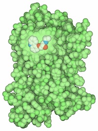 A molecule of an adrenergic receptor-blocking drug. This type of drug includes beta-blockers, which are used to treat heart disease.