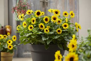 easy flowers to grow: Sunflowers