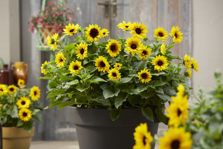 12 easy flowers to grow in pots, in the garden or inside your home