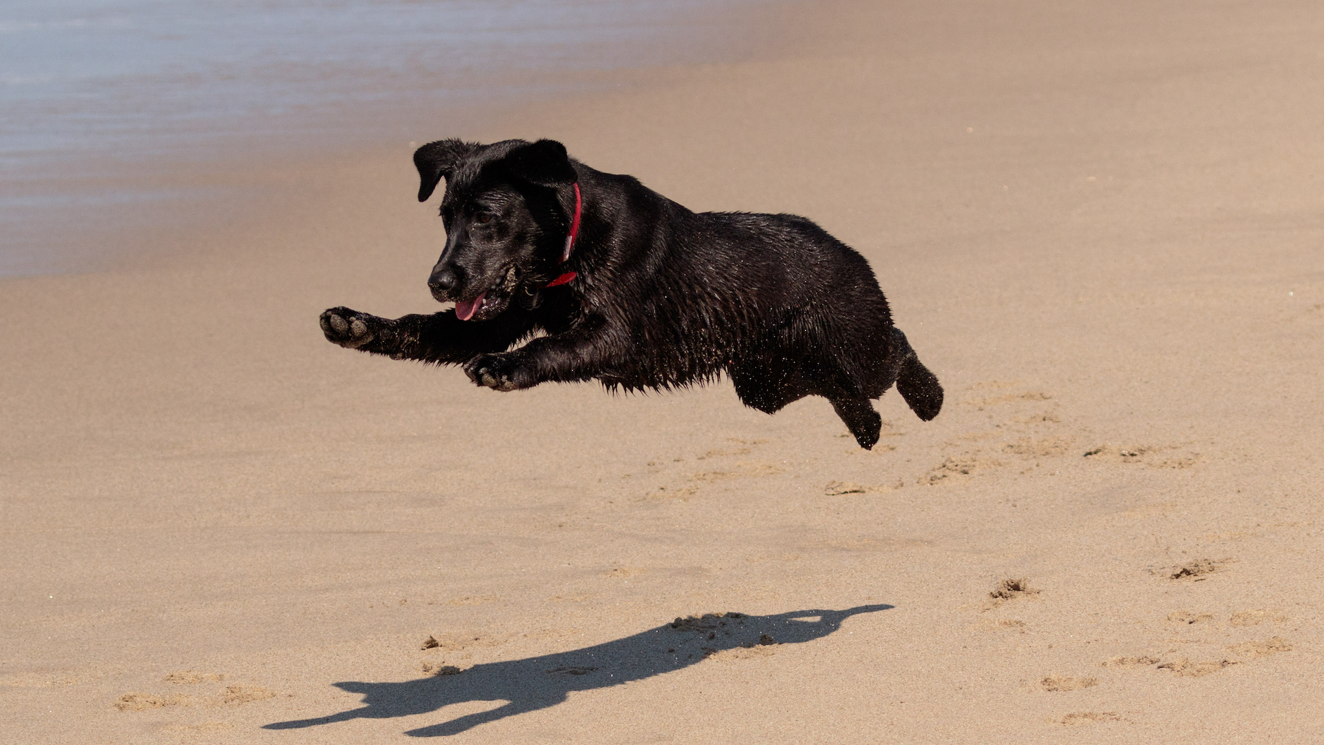 Black lab jumping on sandy beach