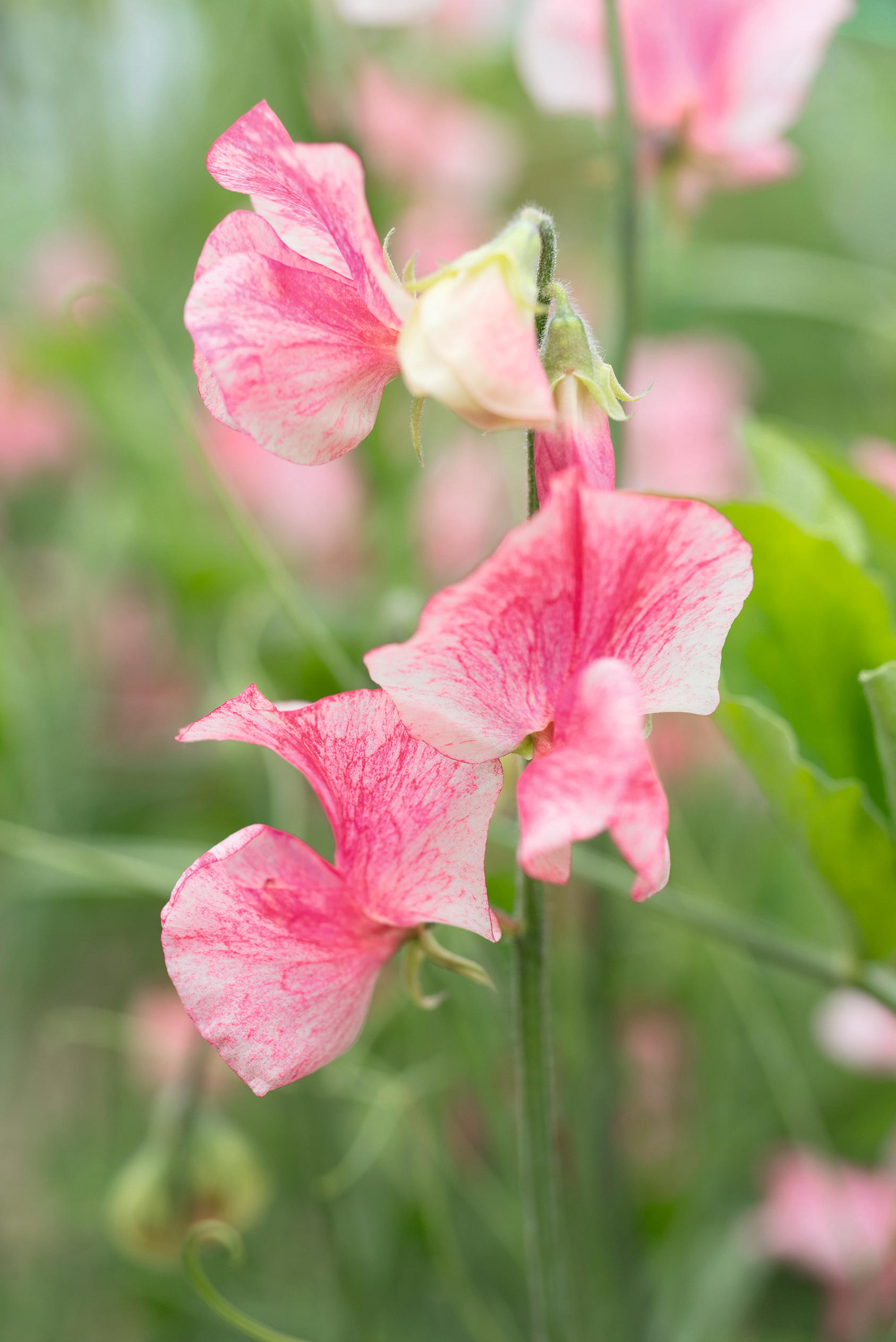 Sweet peas  