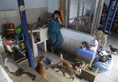 Nurse turns her apartment into a hospital for 175 cats with leukemia