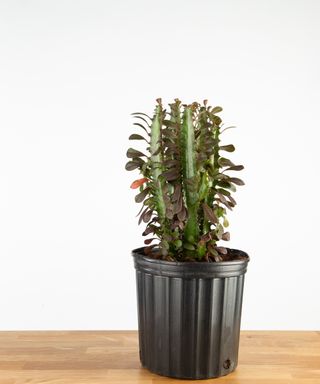 Euphorbia houseplant