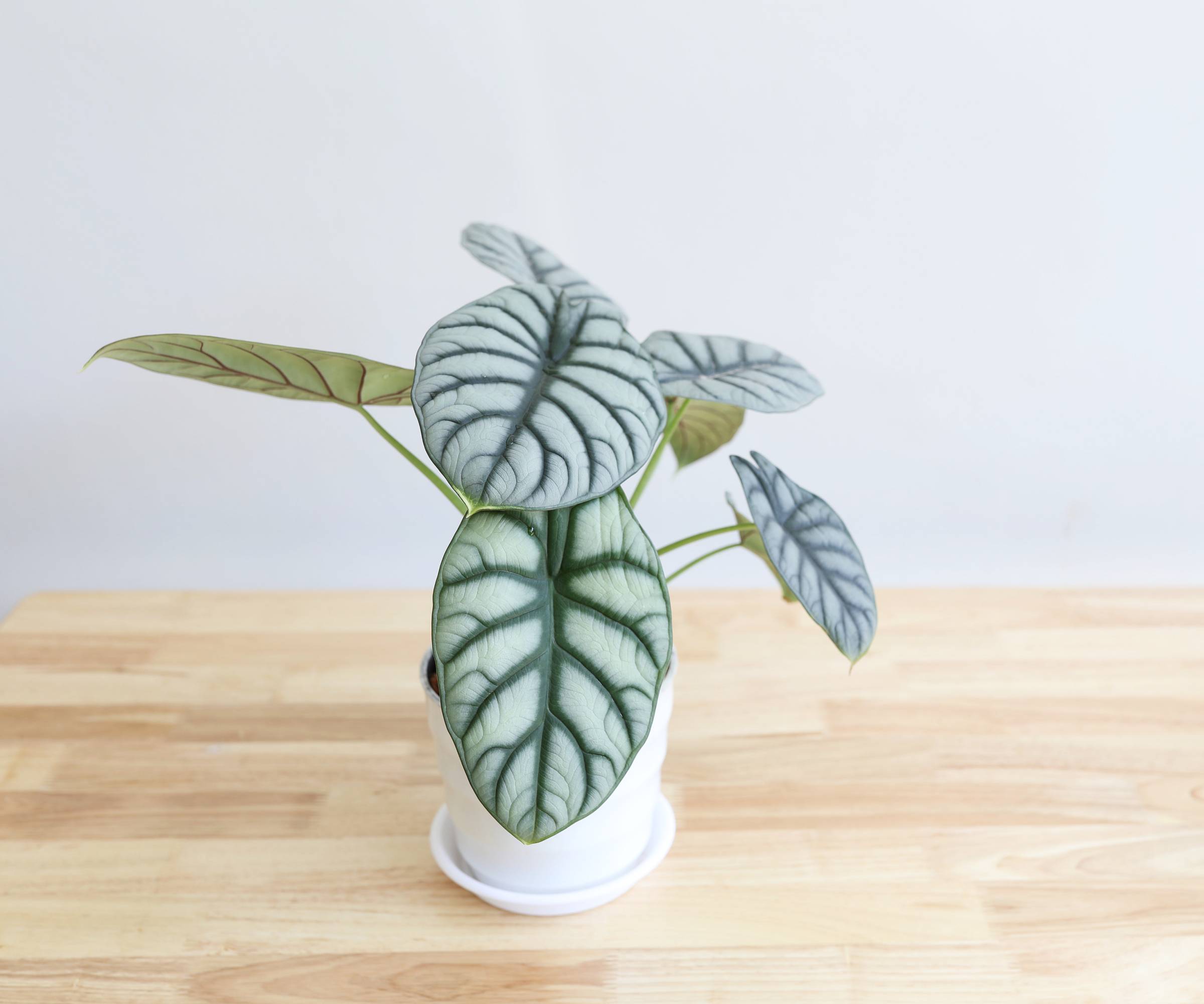 Alocasia with silvery leaves