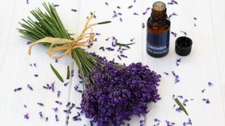 Home remedies for fleas on dogs - bunch of lavender tied together with twine and sat next to a bottle of lavender essential oil