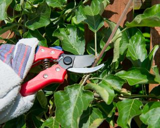 how to prune an espalier apple tree to yeald maximum fruit