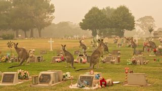 Visual petition and call to action for female and non-binary Australian photographers to submit climate change photos 