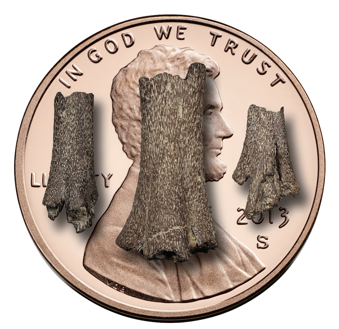 a computer-generated image showing the fossils are smaller than a penny