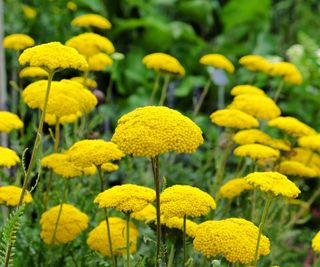 Yellow yarrow flowers