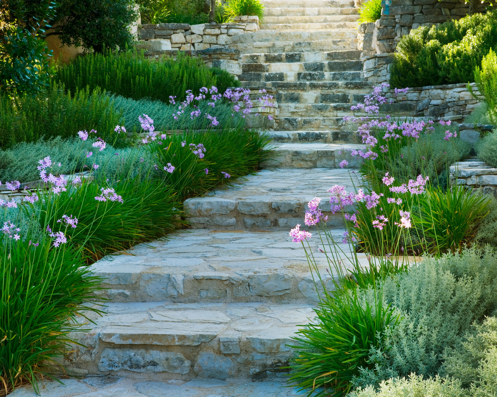 wide concrete steps in sloping garden bordered with alliums