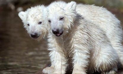 The longest swim: Is climate change killing polar bear cubs? 