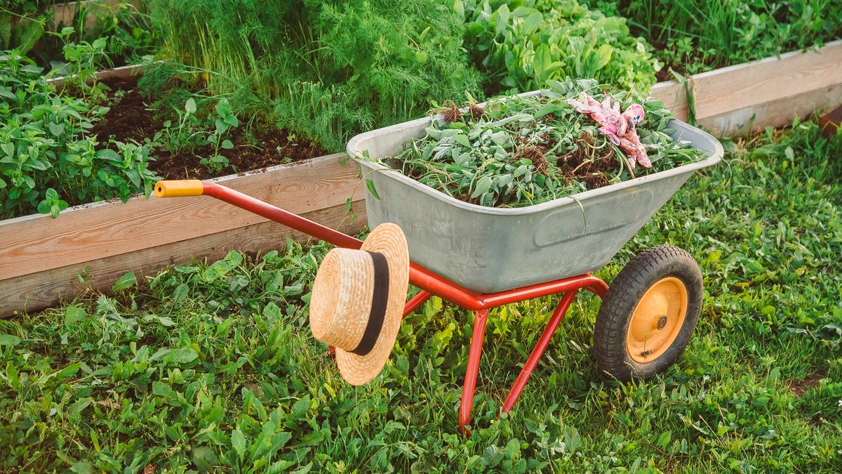 How to kill weeds in your lawn and garden: A wheelbarrow full of weeds