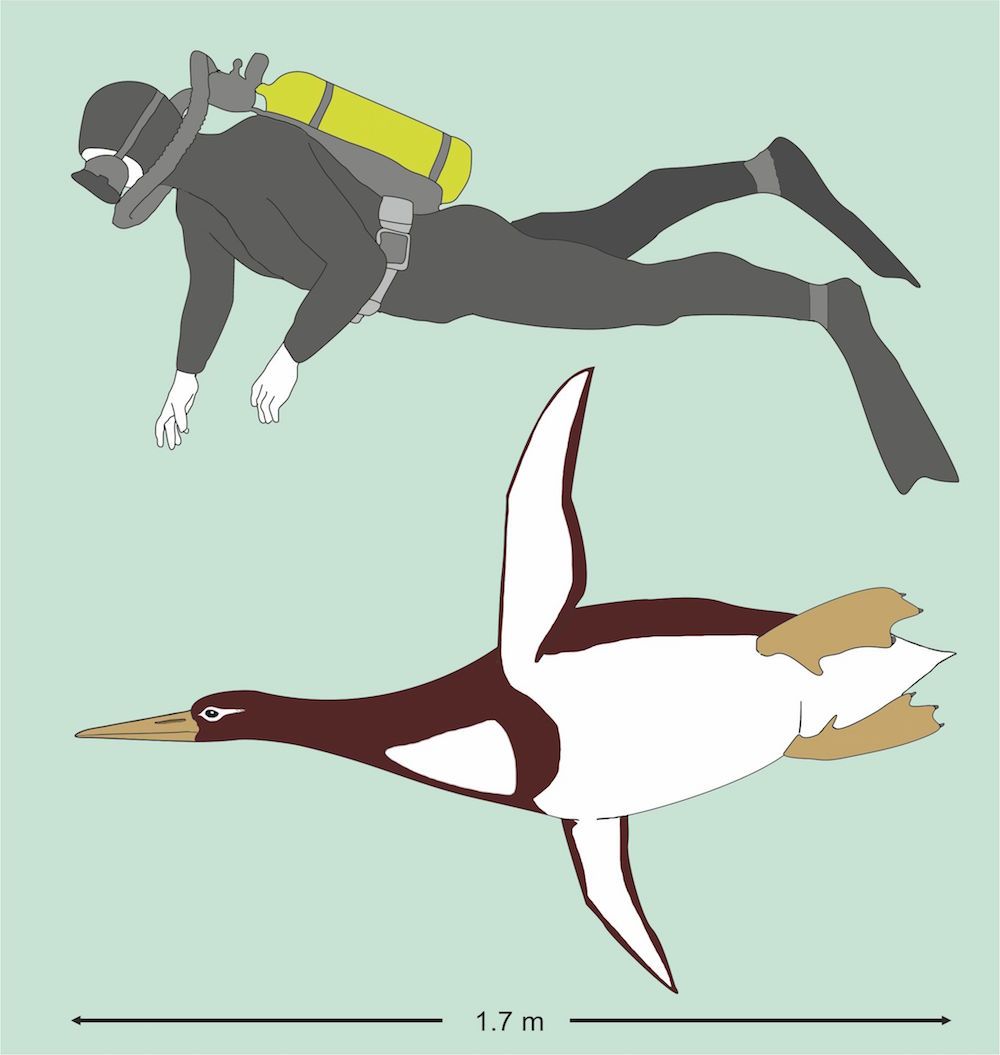 Giant penguin illustration