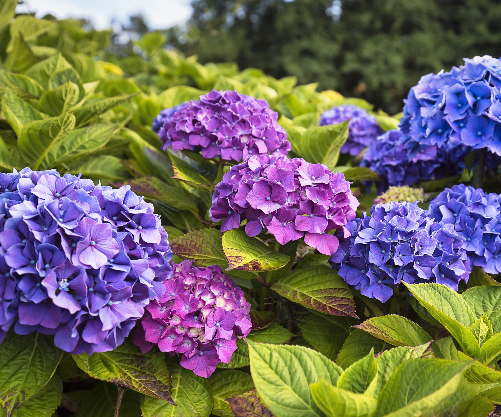Bigleaf hydrangea with purple and blue blooms