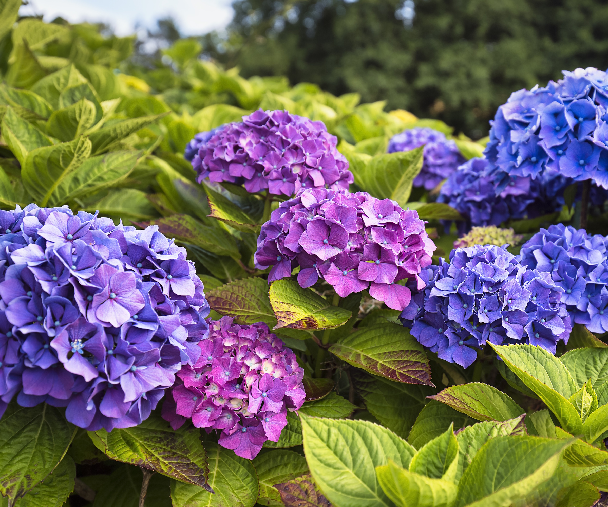 Bigleaf hydrangea with purple and blue blooms