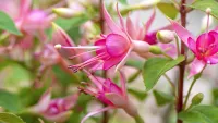 Fuchsia plant, one of w&h's best shrubs picks