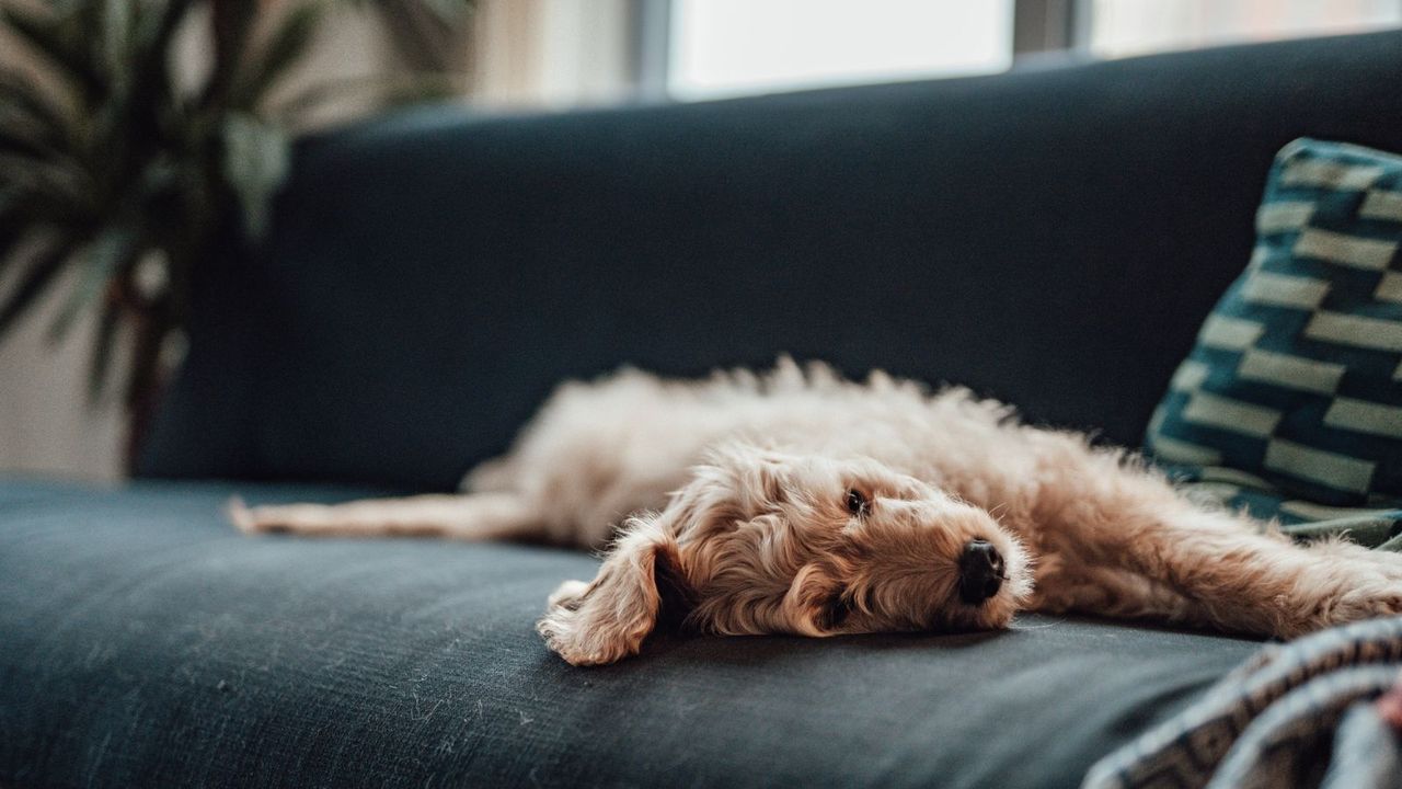 Dog lying on sofa