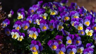 Pansies