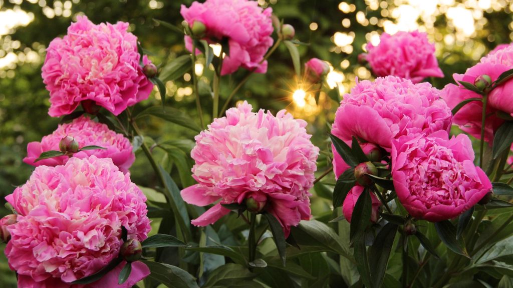 beautiful pink peony blooms 