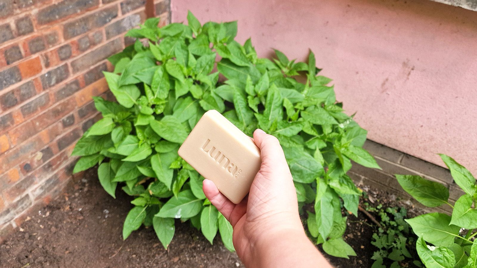 Here why gardeners are putting a bar of soap by tomato plants this summer ( yes , really )
