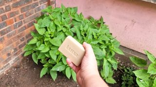 A bar of soap in front of a plant