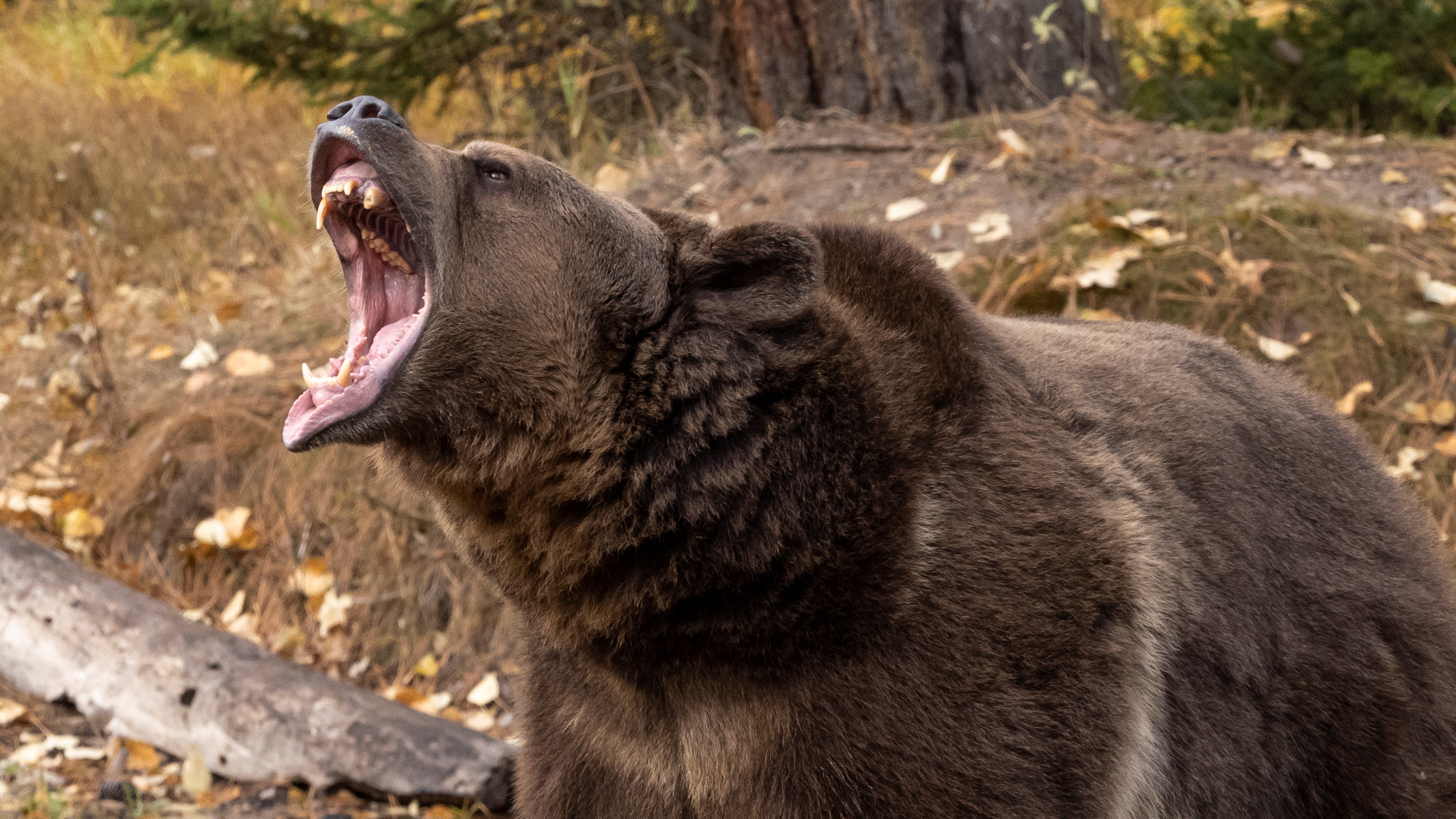a grizzly bear roaring in an autumn setting